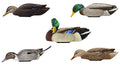 AVIAN AVX-PSH-MHSF POWER SHAKER/MALLRD HEN SURFD