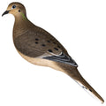 AVIAN AVX-DOVE-6PK  AXP FULL BODY DOVE DECOYS 6PK